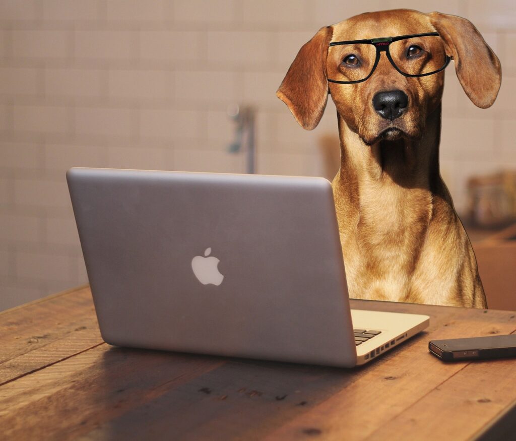 dog, laptop, computer, glasses, spectacles, office, desk, pet, business, technology, animal, work, pc, notebook, funny, canine, rhodesian ridgeback, ridgeback, humor, fun, purebred, domestic, screen, breed, mammal, humour, brown computer, brown office, brown laptop, brown desk, business, funny, funny, rhodesian ridgeback, rhodesian ridgeback, rhodesian ridgeback, rhodesian ridgeback, rhodesian ridgeback